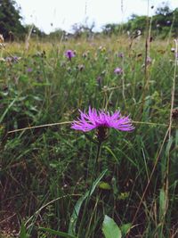 Close-up of purple flowers blooming in field