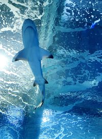 Low angle view of fishes swimming in sea