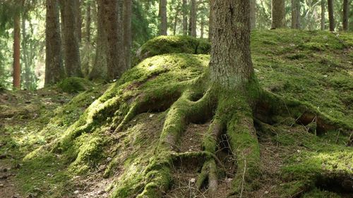 Pine trees in forest