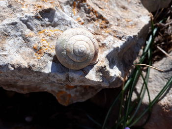 Close-up of snail on rock