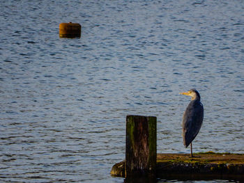 Bird perching on wooden post in lake