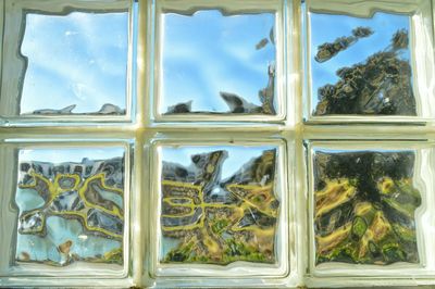 Plants growing through window