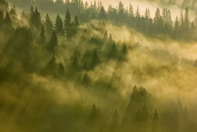 Panoramic shot of trees on landscape against sky