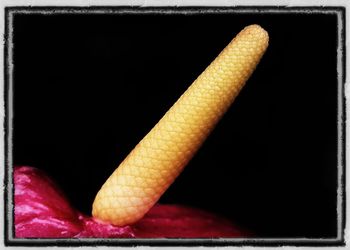 Close-up of food on table