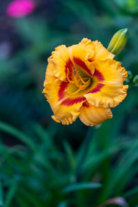 Close-up of red flower