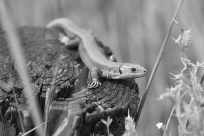Black and white, this common or viviparous lizard looks at the camera amongst plants.