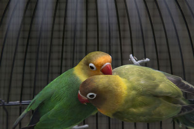 Close-up of parrot perching on leaf