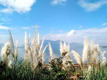 Plants against sky