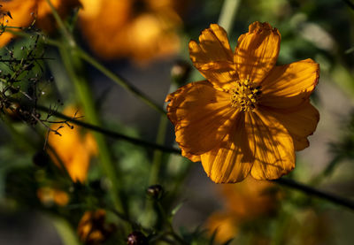 Cosmos in early morning shadows