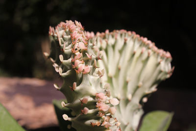 Close-up of flowering plant