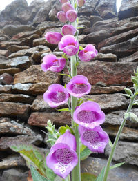 Close-up of pink flowers