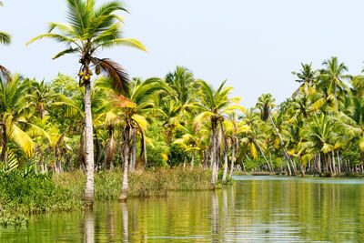 Scenic view of palm trees against clear sky