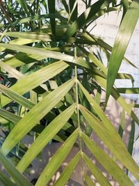 Close-up of wet plants