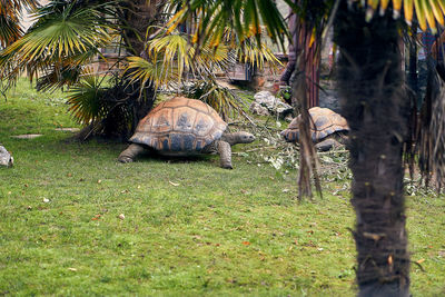 View of turtle in field