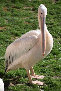 Close-up of pelican on grass