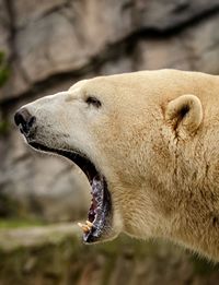 Close-up of white bear