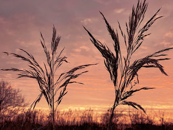 Close-up of stalks in field against sunset sky