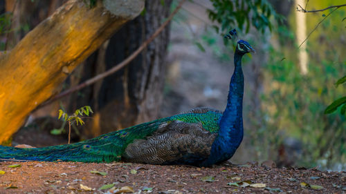 Close-up of peacock