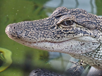 Close-up of crocodile in a lake