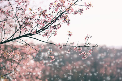 Low angle view of cherry blossoms in spring