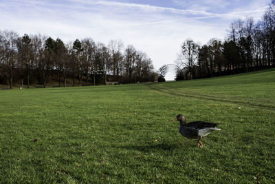 Greylag goose on grassy field