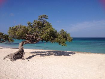 Dead tree on beach against sky