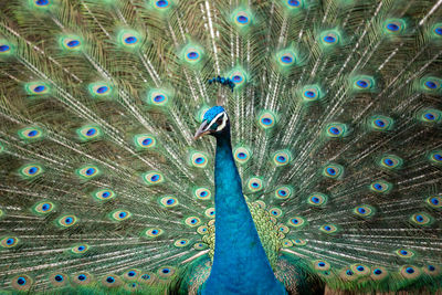 Full frame shot of peacock