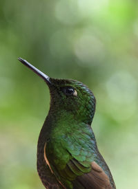 Close-up of bird perching