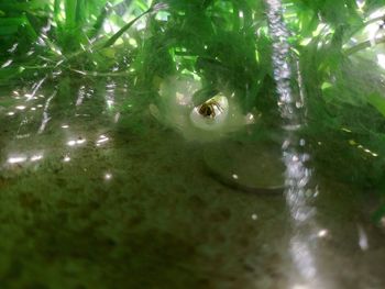 Close-up of turtle in sea