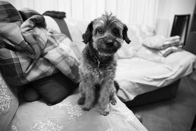 Dog sitting on sofa at home