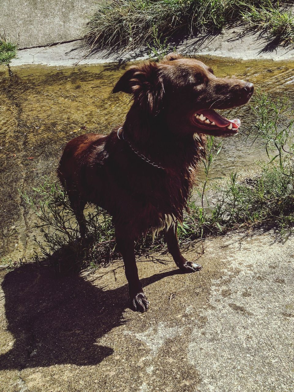 domestic animals, one animal, dog, mammal, animal themes, pets, full length, sunlight, shadow, standing, one person, side view, field, day, horse, outdoors, black color, grass, looking away, nature