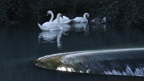 Swans swimming in lake