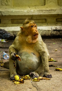 Monkey eating food