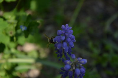 Close-up of bee on purple flower