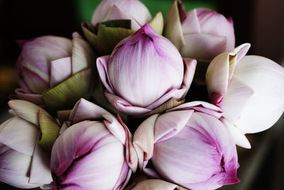 Folded petal pink lotus flowers.