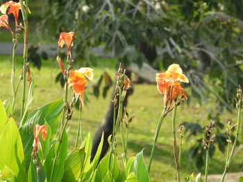 Close-up of orange flowering plant in field