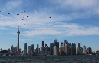 Birds flying over buildings in city