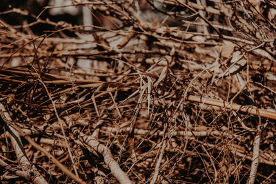 Close-up of dried plant on field
