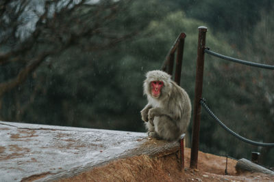 Monkey sitting outdoors