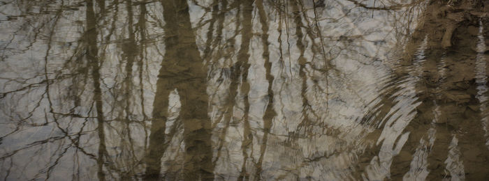 Low angle view of tree trunk