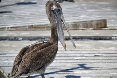 Close-up of a bird
