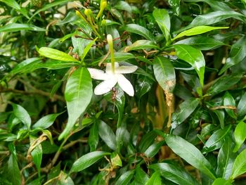 High angle view of white flowering plant