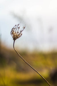 Close-up of grass against sky