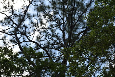 Low angle view of trees against sky