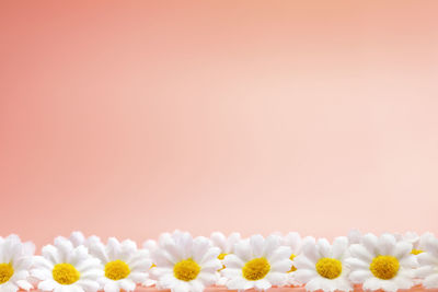 Close-up of pills against pink background