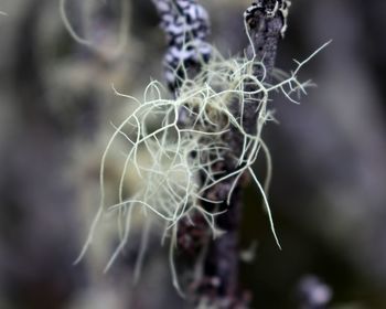 Close-up of plant against blurred background