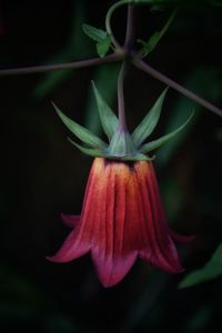 Close-up of flower blooming outdoors