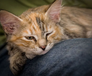 A cute tricolor kitten sleeping on a fur blanket