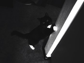 High angle portrait of cat relaxing at home