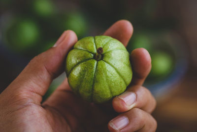 Cropped image of person holding guava